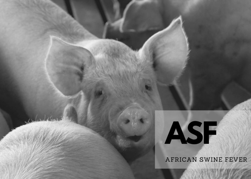 5 Pork Industry Experts Weigh in on the Threat of ASF Pork Business